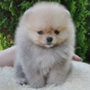 POMERANIANBEAUTY