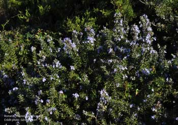 Le Romarin, bourgeon ou plante entière ?