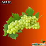 Grape