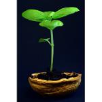 Walnut Seedling 20 - 40 cm 