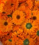 Natural Dry Marigold flowers