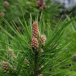 White pine resinoid, Pine balsam (Pinus sylvestris) 50%