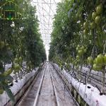 Hydroponic Tomato Greenhouse