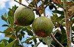 Lucuma - ideal for sweetening and neutralising