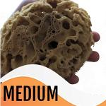 Medium Honeycomb Sea Sponge