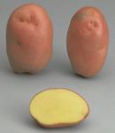 Potatoes - Red skin