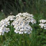 White Yarrow CO2 Extract (Achillea millefolium)