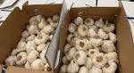 GARLIC. SPAIN. AJOS. BOX. NETS. BAGS