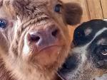 Bovine Colostrum Feed Grade
20% IgG for Livestock and Pets