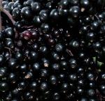 Frozen Elderberry