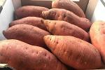 Fresh Sweet Potatoes