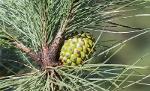 Scots pine CO2 extract (Pinus sylvestris)