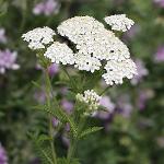 White Yarrow Absolute (Achillea millefolium)