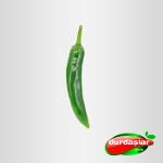 Jalapeno Pepper