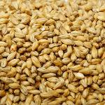 Pearl Barley