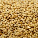 Barley Grain