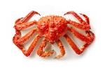 Live King Crab