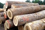 Poplar Logs