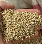 White sorghum Ukraine origin