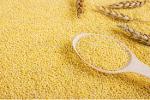 Dried Millet Grain