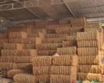 Long Coconut Fiber (Coir)