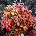 Nandina