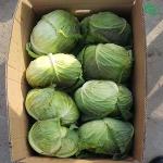 FRESH CABBAGES