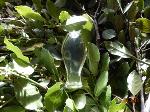 bay leaf pure essential oils