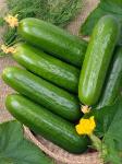 Mini cucumber 10 kg