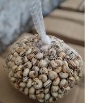 White garden snails "Theba Pisana" - 1 kg