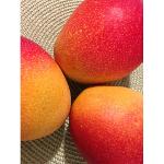 Brazilian Mangoes