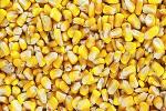 Yellow Maize