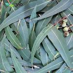 Raw Eucalyptus essential oil