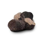 Fresh Truffle Tuber Uncinatum