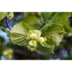 Hazelnut trees 