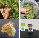 200 KG Moringa powder certified organic