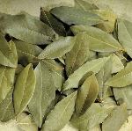 Bay Leaf