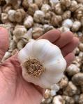 WHITE GARLIC