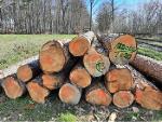 Yellow Southern Pine Logs