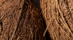 Long Coconut Fiber (Coir)