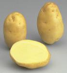 Potatoes - Yellow skin