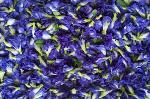 Dried butterfly pea flower