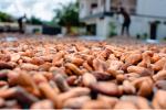 Cocoa beans of Madagascar 