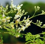 Dried moringa leaves