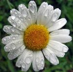 Dried chamomile flower