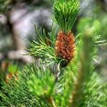 White pine absolute (Pinus sylvestris)