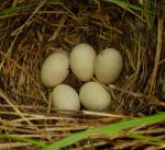 Mallard egg