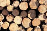 Red Oak Logs