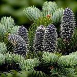 Balsam Fir Absolute (Abies balsamea)