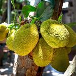 Jackfruit